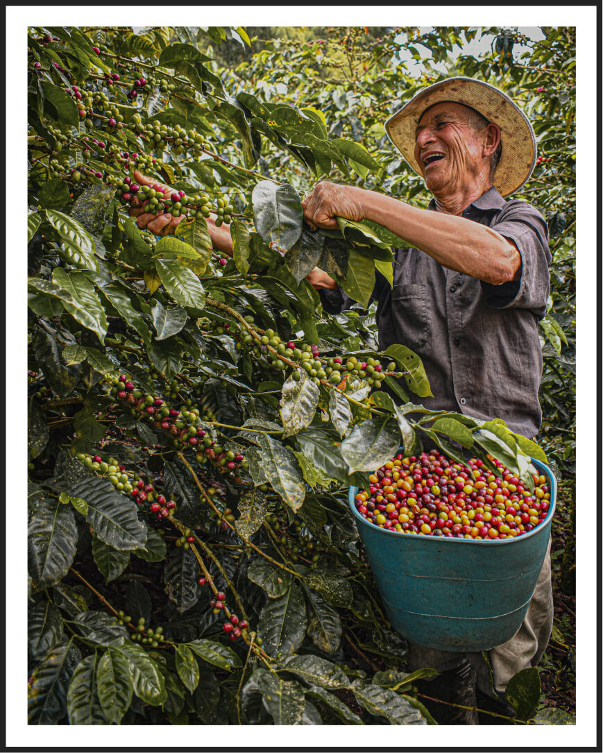 Contact Javier Pereira Coffee