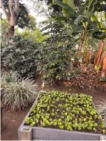 Seedbed with young coffee plants