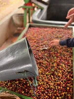 Freshly harvested coffee cherries
